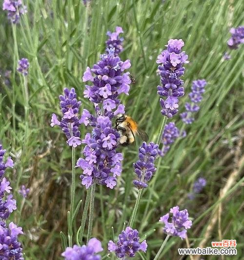 薰衣草花语的意义和启示——品味自然之馨香 薰衣草花语大全及寓意——从花海中寻找心灵的宁静