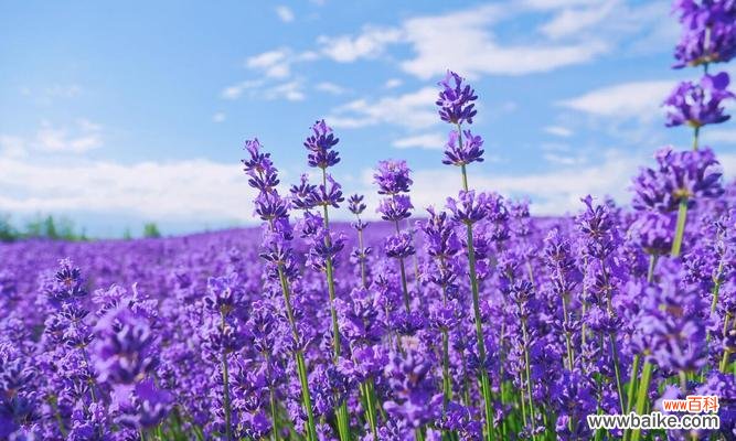 薰衣草花语的意义和启示——品味自然之馨香 薰衣草花语大全及寓意——从花海中寻找心灵的宁静