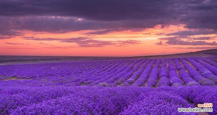 薰衣草花语的意义和启示——品味自然之馨香 薰衣草花语大全及寓意——从花海中寻找心灵的宁静