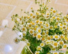 探寻洋甘菊的爱情密码 洋甘菊的浪漫花语