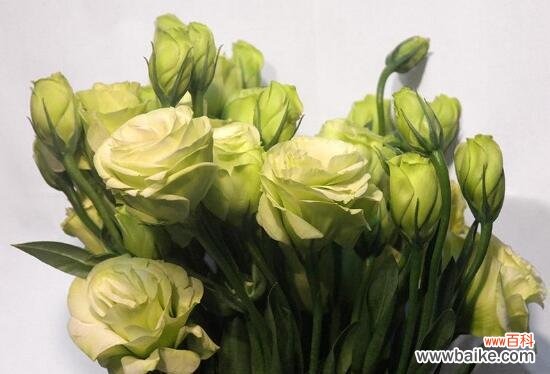 揭开洋桔梗花语的神秘面纱 洋桔梗的花语和寓意