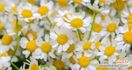 探寻洋甘菊传递的深层情感和象征意义 洋甘菊的花语意味着什么
