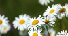 探寻洋甘菊的花语和寓意 洋甘菊