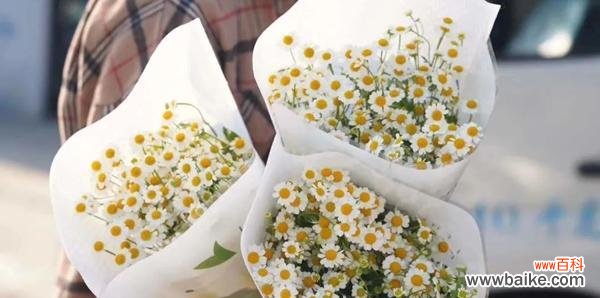 探寻洋甘菊的花语和寓意 洋甘菊