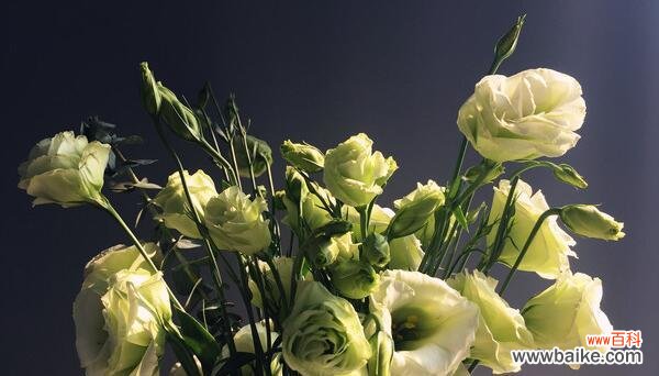 洋桔梗的花语解读及文化内涵 洋桔梗花语-白色的花的意义与象征