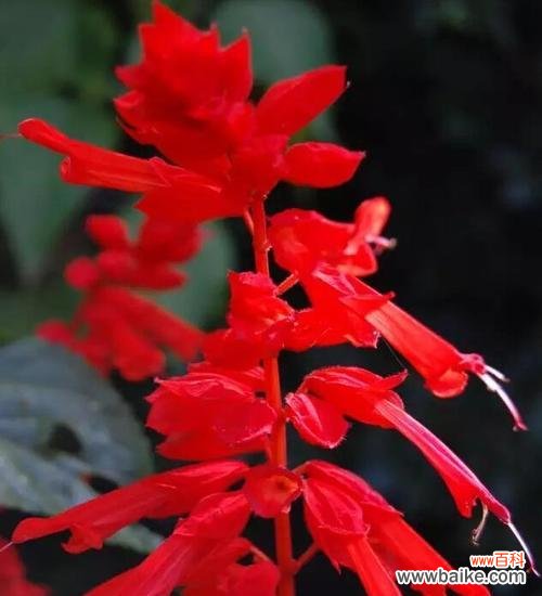 揭秘红花背后的情感密码 红花语