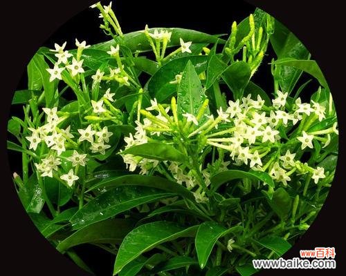 深情款款 以夜来香花语之美——芬芳满溢的爱恋与祝福