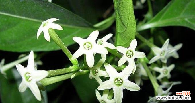 深情款款 以夜来香花语之美——芬芳满溢的爱恋与祝福