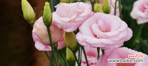 探寻洋桔梗的神秘花语和深刻寓意 洋桔梗花语与寓意