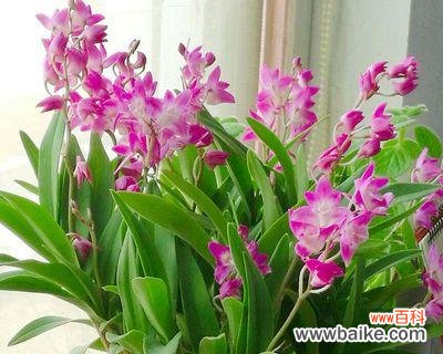 洋兰花的花语 洋兰花的寓意与象征