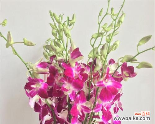 洋兰花的花语 洋兰花的寓意与象征