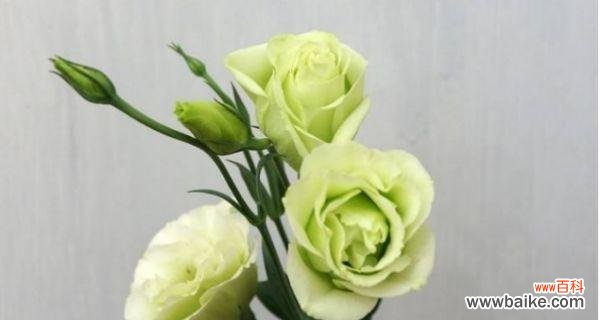 探索洋桔梗的花语及象征 洋桔梗花语与意义