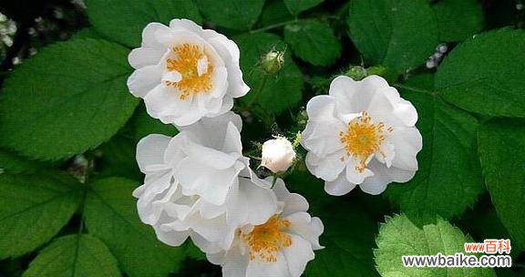 绽放在荆棘中的美丽——野蔷薇的花语与寓意 野蔷薇花语与代表意义