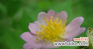 绽放在荆棘中的美丽——野蔷薇的花语与寓意 野蔷薇花语与代表意义