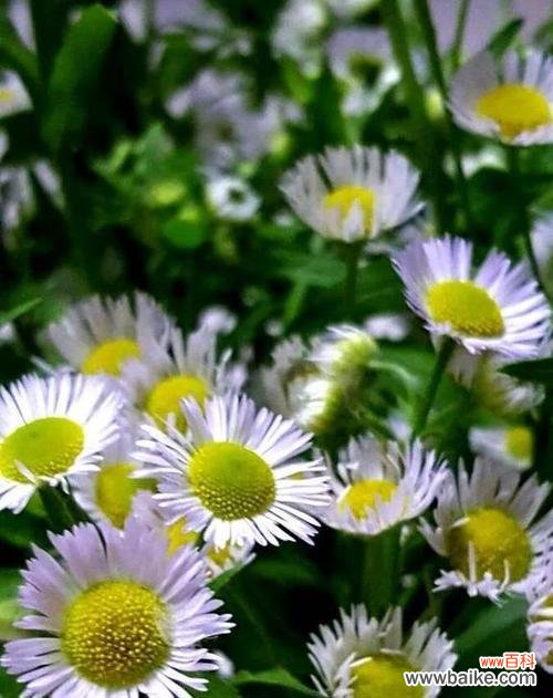 探寻野菊花的含义和象征意义 野菊花花语的深意与象征