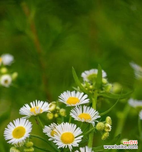 探寻野菊花的含义和象征意义 野菊花花语的深意与象征