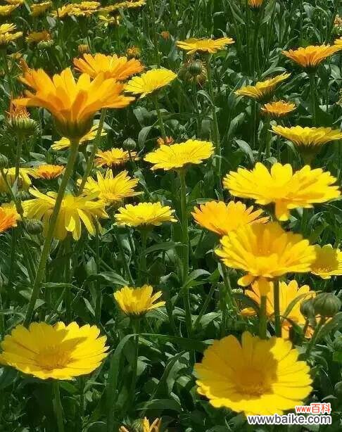 探寻野菊花的含义和象征意义 野菊花花语的深意与象征