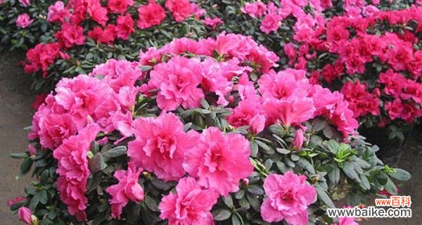 探索花草养育的内在价值与人生启示 养杜鹃花的寓意与意义