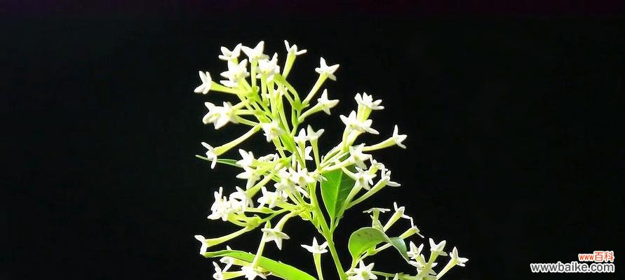 传承千年的花香 夜来香花语的深意