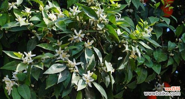 传承千年的花香 夜来香花语的深意