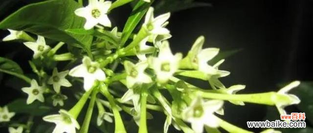 传承千年的花香 夜来香花语的深意