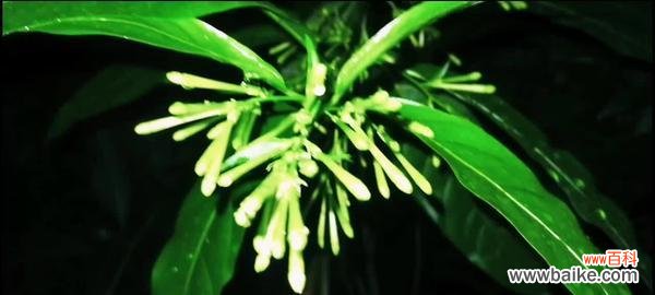 花开月下 夜来香的传说——花开月下的浪漫神话