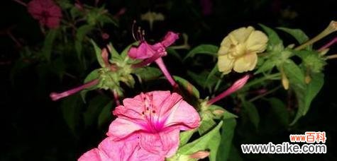 花开月下 夜来香的传说——花开月下的浪漫神话