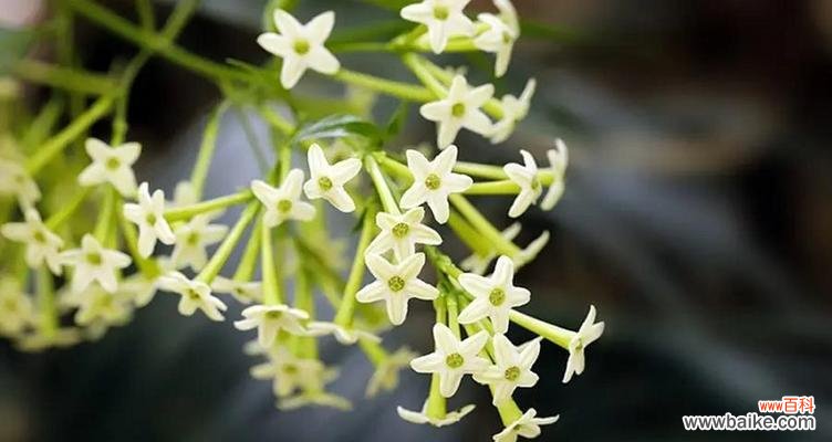 花开月下 夜来香的传说——花开月下的浪漫神话