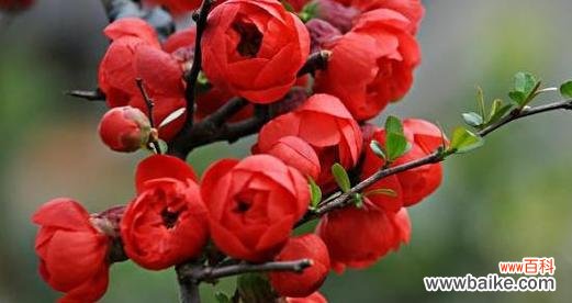 探寻常见花卉的背后含义 花卉寓意