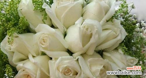 纯洁 白玫瑰的美丽和象征意义