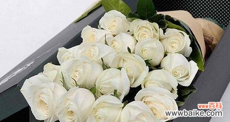 纯洁 白玫瑰的美丽和象征意义