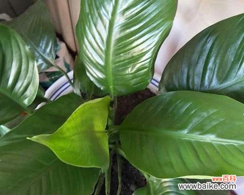 揭示幸福与顺利的象征 一帆风顺花的寓意和花语