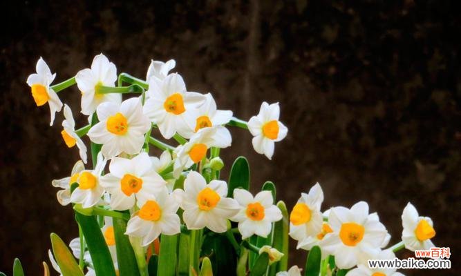 揭示幸福与顺利的象征 一帆风顺花的寓意和花语