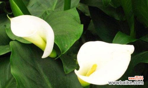 揭示幸福与顺利的象征 一帆风顺花的寓意和花语