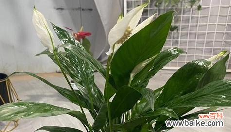 探寻一帆风顺花的神秘魅力与隐藏的深意 一帆风顺花的寓意与象征意义