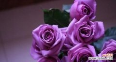 探索玫瑰花的深层含义与传递的情感 玫瑰花的寓意与象征