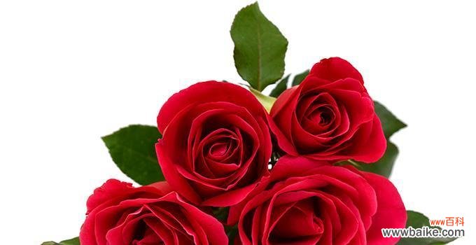 探索玫瑰花的深层含义与传递的情感 玫瑰花的寓意与象征