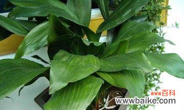 传递生命力和美丽 一叶兰花