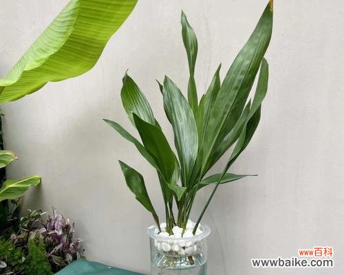 传递生命力和美丽 一叶兰花