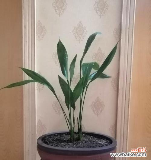 传递生命力和美丽 一叶兰花