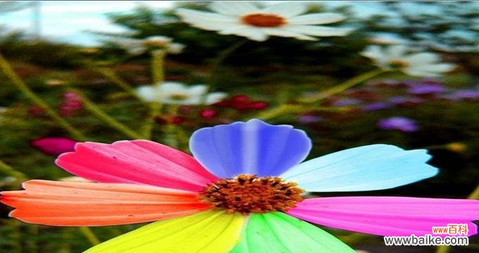 传递美好与勇气的花朵 依米花