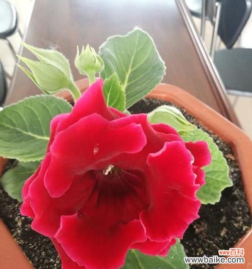 传递美好与勇气的花朵 依米花