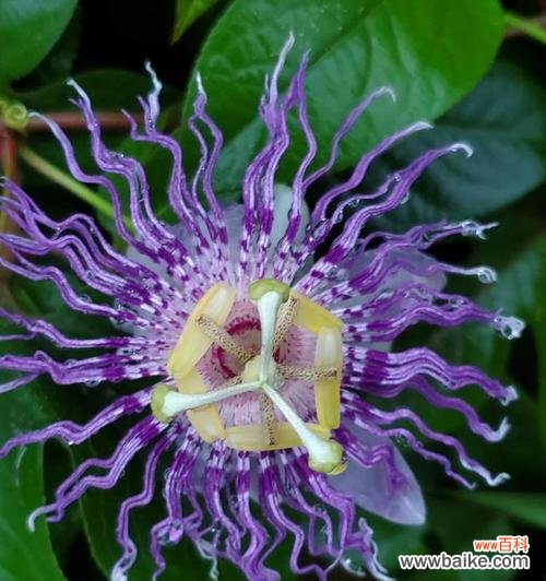 传递美好与勇气的花朵 依米花