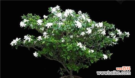 花开人间 依米花的花语