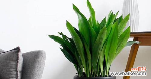 解读一叶兰的美丽和含义 一叶兰的寓意和花语