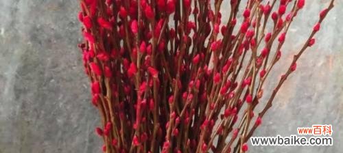 揭开银柳的美丽密码 银柳的花语和寓意