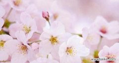 樱花的花语与意义 樱花之语