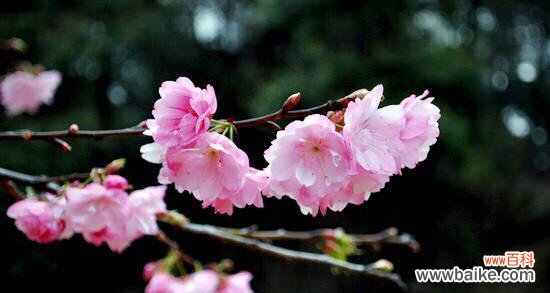 樱花的花语与意义 樱花之语