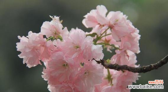 樱花的花语与意义 樱花之语