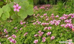 用花语诠释樱花草的美丽与寓意 樱花草花语